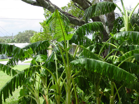 a picture of banana trees
one day after the storm